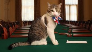 Larry împlineşte 15 ani de când este cea mai importantă pisică politică a Marii Britanii. Parcursul motanului din adăpost pe covorul roșu