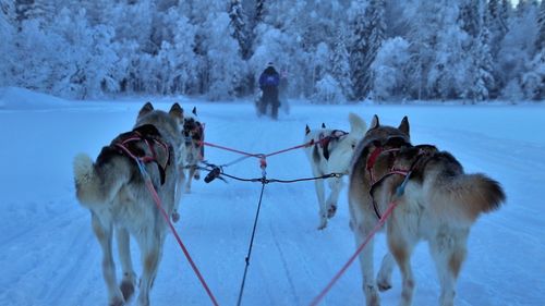 Concurs de Atelaje Canine în stațiunea Borsec, pe 11 și 12 februarie / O competiție similară, în Pasul Tihuța, a fost anulat din cauza lipsei zăpezii