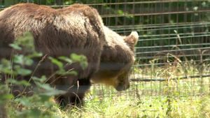Amenzi dure pentru turiștii care hrănesc urșii pe Transfăgărașan. 30 de animale s-au învățat să cerșească pe drum
