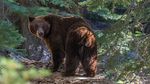 Urs împușcat pe Transfăgărășan după ce a atacat un turist elvețian