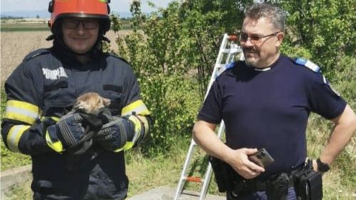 Animale sălbatice pe străzile Brașovului: Un pui de vulpe a fost salvat de pompieri dintr-un canal, iar un pui de căprioară  cu un picior rupt a fost găsit de jandarmi pe un trotuar