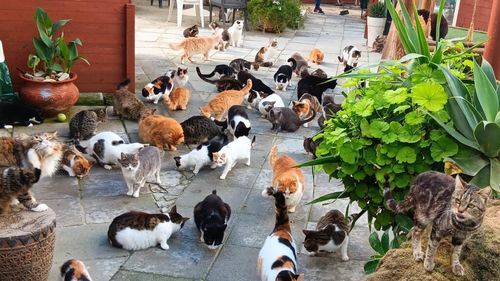 Pe insula Afroditei, pisicile sunt peste tot: pe terasele caselor albe, în taverne și pe plaje. Cum a devenit Cipru regatul a două milioane de feline