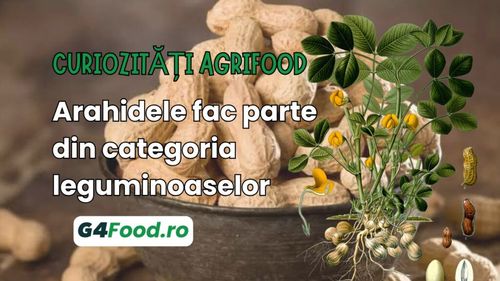 Curiozități agrifood – 10 iulie: Arahidele fac parte din categoria leguminoaselor