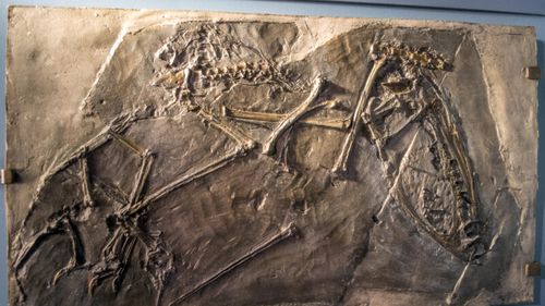 Dinţi de pterosaur, o descoperire rară, găsiţi de vizitatori într-un parc paleontologic din Germania