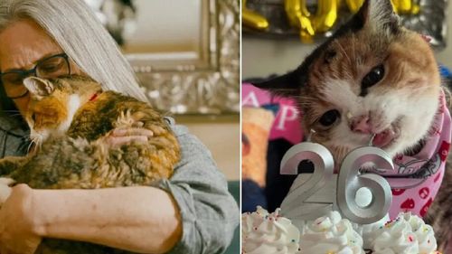 VIDEO | Miss Muffy deține secretul longevității la pisici. Felina a împlinit 26 de ani și încă e energică / Pofta ei de viață uimește medicina veterinară