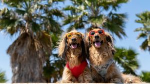 Cea mai fericită țară din lume lansează primul traseu turistic pentru câini, inclusiv o excursie pe o insulă prietenoasă cu animalele