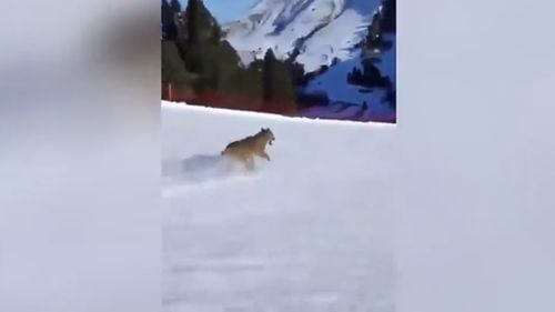 VIDEO Cu lupul pe pârtie / Un schior s-a filmat în timp ce urmărește un lup pe o pârtie din Tirolul de Sud / Riscă o pedeapsă de până la 2 ani de închisoare dacă animalul moare