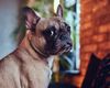 Daune morale de 2.000 de lei din polița RCA pentru proprietarul unui câine / Stich Jr., un bulldog francez, a fost lovit pe trecerea de pietoni / Judecătorii au invocat Convenția Europeană a Drepturilor Omului