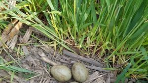 Imagine rară: Un student a găsit și fotografiat ouă de dropie lângă Salonta, în județul Bihor