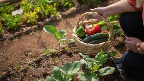 Istoria gusturilor la români: Cum au ajuns castraveții și tomatele repere ale bucatelor autohtone