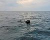 BREAKING | Un nou incident în Marea Neagră: O navă sub pavilion Liberia, care transporta cărbuni din SUA în Ucraina, a fost avariată lângă Sfântu Gheorghe / S-ar fi lovit de o dronă sau mină marină