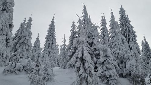 Cod galben de vânt puternic în Carpaţii Orientali şi Occidentali, precum şi în vestul Carpaţilor Meridionali, până vineri dimineaţă / La altitudini mari va ninge viscolit