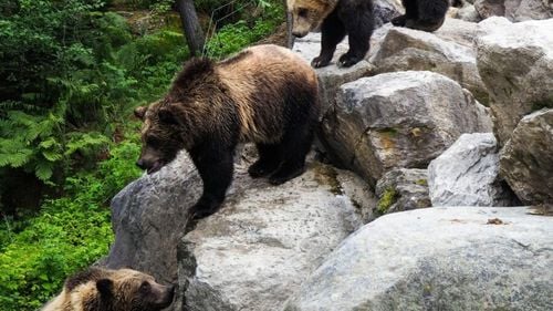 Urs capturat după ce a devastat timp de două zile un supermarket din Japonia și a rănit un bărbat