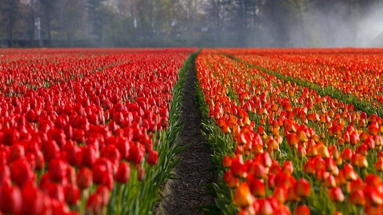 Milioane de flori sunt distruse zilnic în Olanda din cauza pandemiei de coronavirus