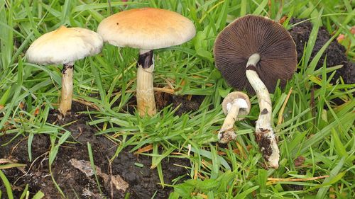 STUDIU Psilocibina, substanţa psihoactivă din „ciupercile magice”, poate fi o soluţie promițătoare de tratament împotriva anorexiei