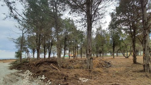 Campania „Uniți salvăm Pădurea Comorova“, lansată de organizațiile USR din Mangalia și Contanța