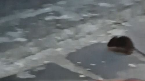 Dispută politică pe șoarecii din centrul Brașovului. Consilier PSD: ”Reprezintă un pericol pentru sănătatea publică”. Lider local USR: ”Te invit la Paris, la Koln, la Madrid sau la Moieciu de Sus să vezi cum trăiesc Rattus norvegicus”