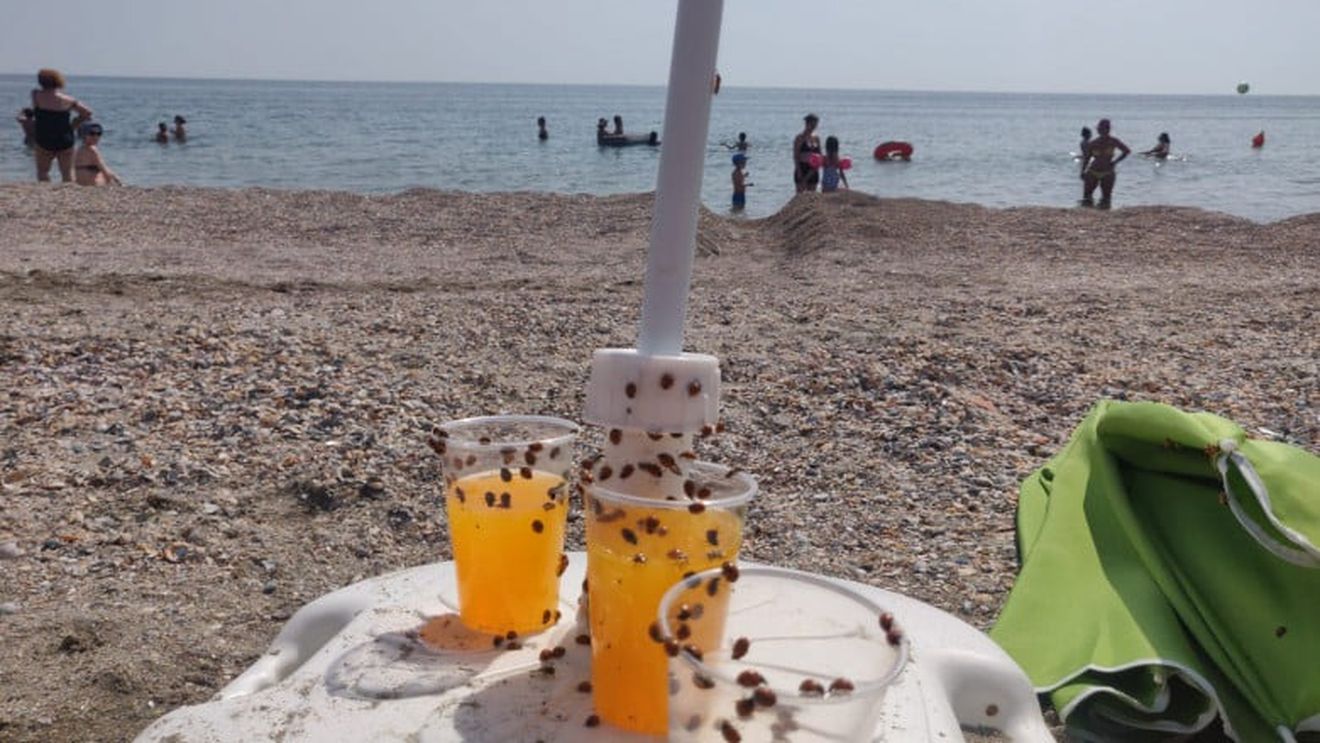 Invazie de buburuze pe plajele de pe litoral / Specialiști: Trebuia să iasă de vreo lună, dar a tot fost frig. Cum a dat căldura, toată lumea s-a trezit
