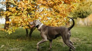 Și animalele de companie trebuie pregătite pentru schimbarea sezonului / Sunt vitaminele și suplimentele indicate? Sfatul medicului veterinar Beatrice Ilea