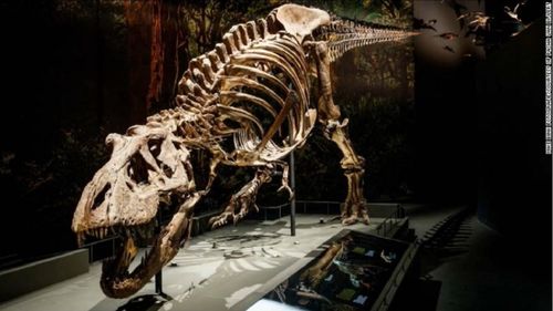 Un schelet de Tyrannosaurus Rex va fi scos la licitaţie în Elveţia, prima vânzare de acest fel din Europa