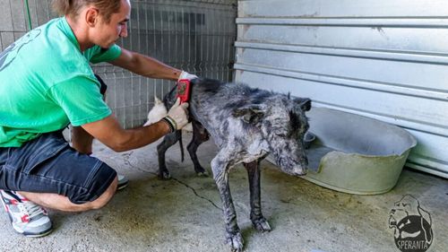 Ziua Internațională a Câinelui: România, între empatie și violență extremă / Atenție, imagini și relatări care v-ar putea afecta emoțional!