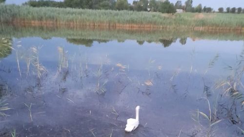 Un pui de lebădă a fost salvat de pompierii din Urziceni