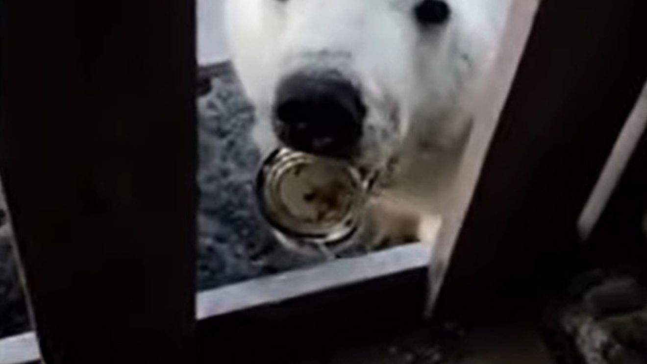VIDEO Urs polar, salvat după ce și-a prins limba într-o cutie de conserve