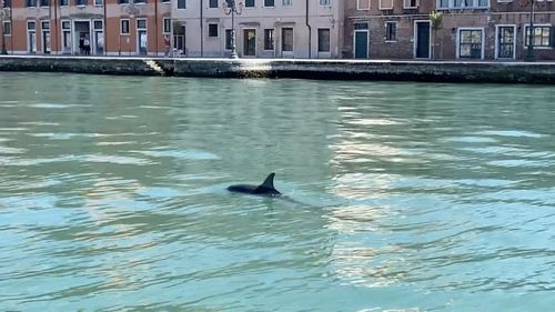 VIDEO Doi delfini, filmaţi în timp ce înotau în Canal Grande din Veneţia