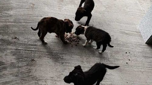 Un bărbat a fost amendat cu 12.000 de lei, după ce a abandonat patru câini pe o stradă din Scorniceşti