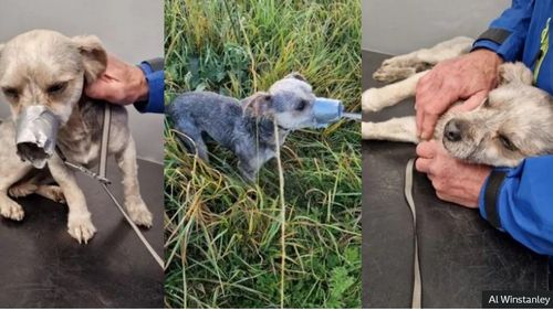 ”Sunt furioasă că cineva a putut face asta” / Câine abandonat, găsit pe malul unui râu din Marea Britanie cu o bandă adezivă în jurul botului