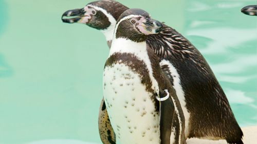 Populaţia de pinguini Humboldt din Chile scade vertiginos / Specia riscă să dispară