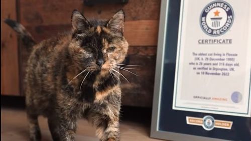 VIDEO Flossie, cea mai bătrână pisică de lume, are 27 de ani