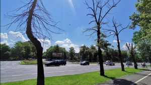 FOTOGALERIE Marile bulevarde din București, pline de arbori uscați care pun în pericol pietonii și mașinile
