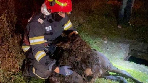 Pompierii au salvat un măgăruş căzut într-un canal din orașul Brad