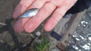 Este foarte probabil ca majoritatea faunei piscicole să fi dispărut din Târnava Mică în urma inundării salinei Praid, spun experţii