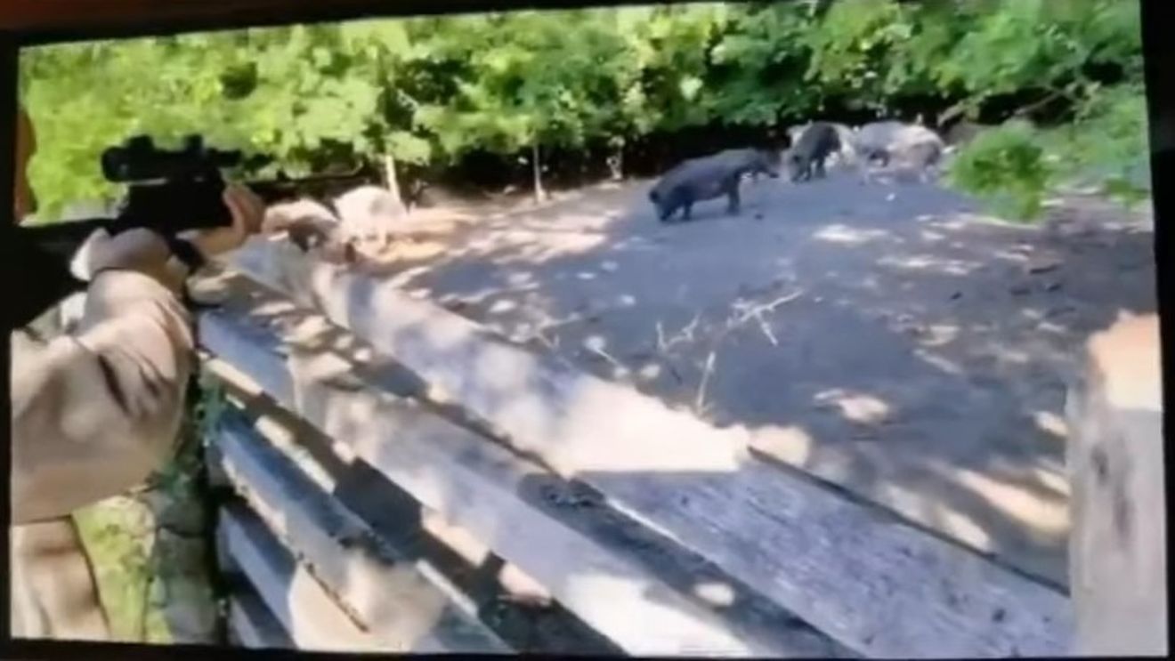 VIDEO Imagini revoltătoare: Igor Dodon, filmat în timp ce împușca porci mistreți aflați în captivitate într-un țarc, de la câțiva metri distanță, cu armă cu lunetă