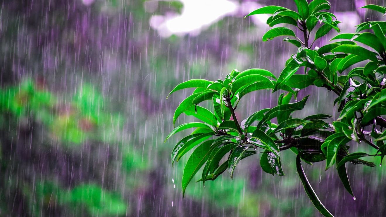 METEO Cod galben de ploi torenţiale în localități din patru județe