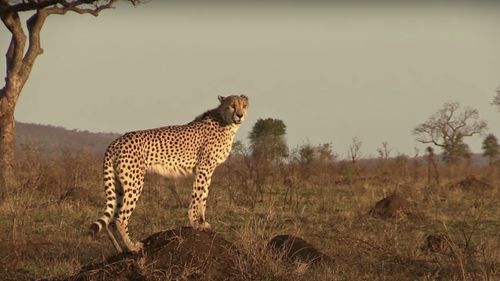 India a reintrodus ghepardul pe teritoriul său după 70 de ani / O pereche de feline din Namibia a fost eliberată în sălbăticie