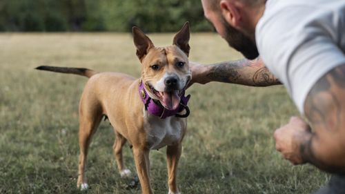 Un medic veterinar avertizează: Cinci rase de câini pe care NU le recomandă ca prim animal de companie pentru un stăpân începător