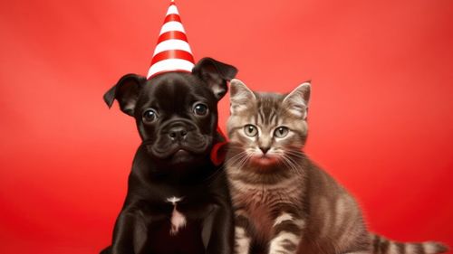 Ziua Internațională a Animalelor – 4 Octombrie: Un apel global pentru dreptate și bunăstare