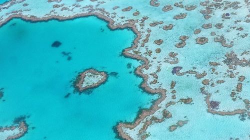 Oamenii de ştiinţă avertizează asupra unui "eveniment catastrofal de albire" observat în sudul Marii Bariere de Corali