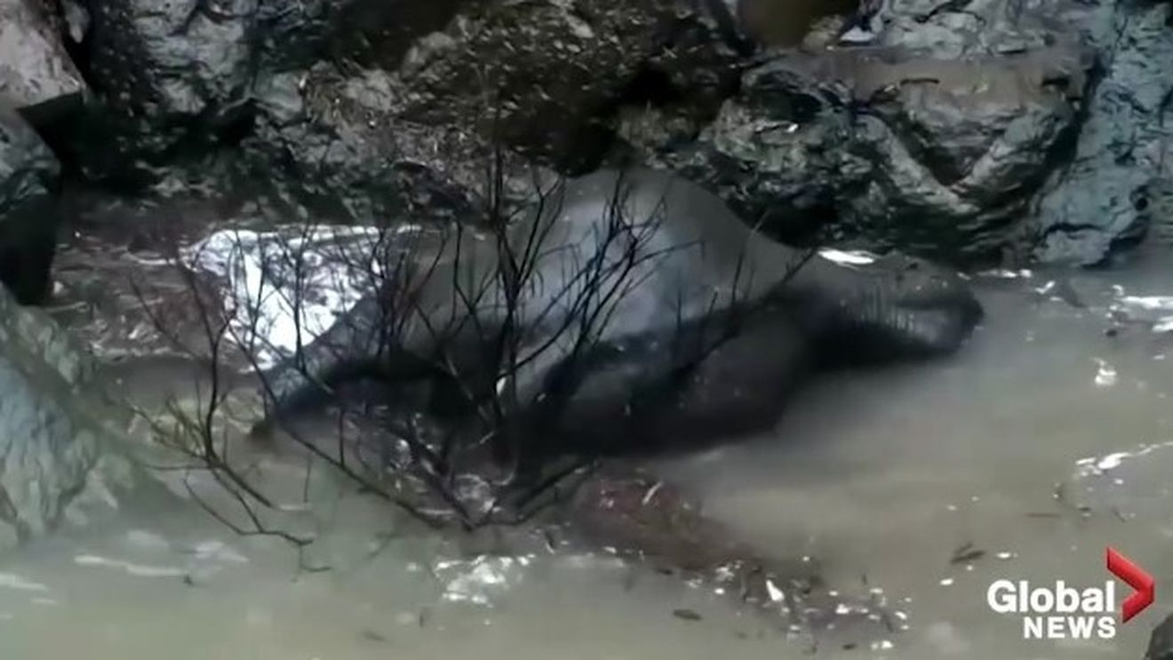 VIDEO Șase elefanți găsiți înecați într-o cascadă din Thailanda, după ce au încercat să salveze un pui