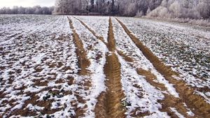 Culturile agricole din Rusia, cel mai mare exportator de grâu, afectate grav de diferențele mari de temperatură / Mai multe regiuni producătoare de cereale au declarat stare de urgență / Țara ar putea pierde o treime din recolta sa de fructe