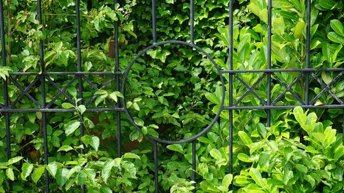 Elveţia a interzis vânzarea şi importul de laur englezesc, considerat o specie invazivă, adesea folosit ca gard viu / Fructele, frunzele şi seminţele sale conţin compuşi toxici, care pot provoca otrăviri grave în caz de ingerare