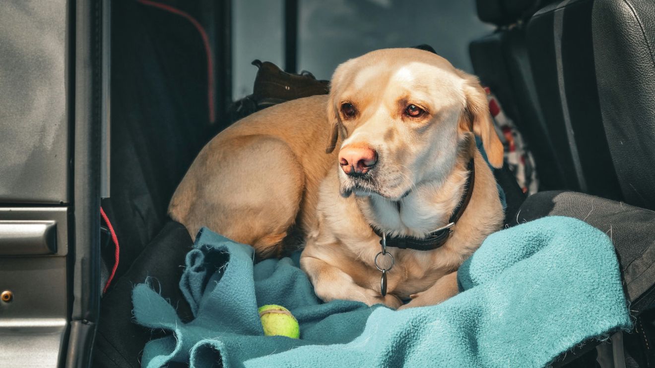 Un câine pierdut în urmă cu doi ani a revenit în familie după ce a fost găsit întâmplător de Protecția Animalelor și identificat datorită microcipului și înregistrării patrupedului