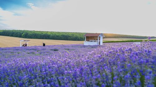 Destinații pentru minivacanță: Zece lanuri de lavandă din toate colțurile țării, unde te poți relaxa în aceste zile / Planta cu miros inconfundabil este în perioada de înflorire maximă, iar în curând va fi culeasă