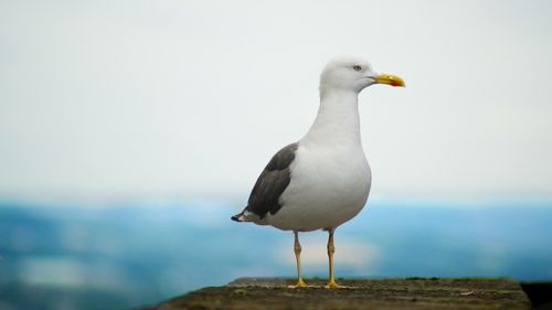Norvegia şi Finlanda se confruntă cu o epidemie record de gripă aviară, care se extinde rapid