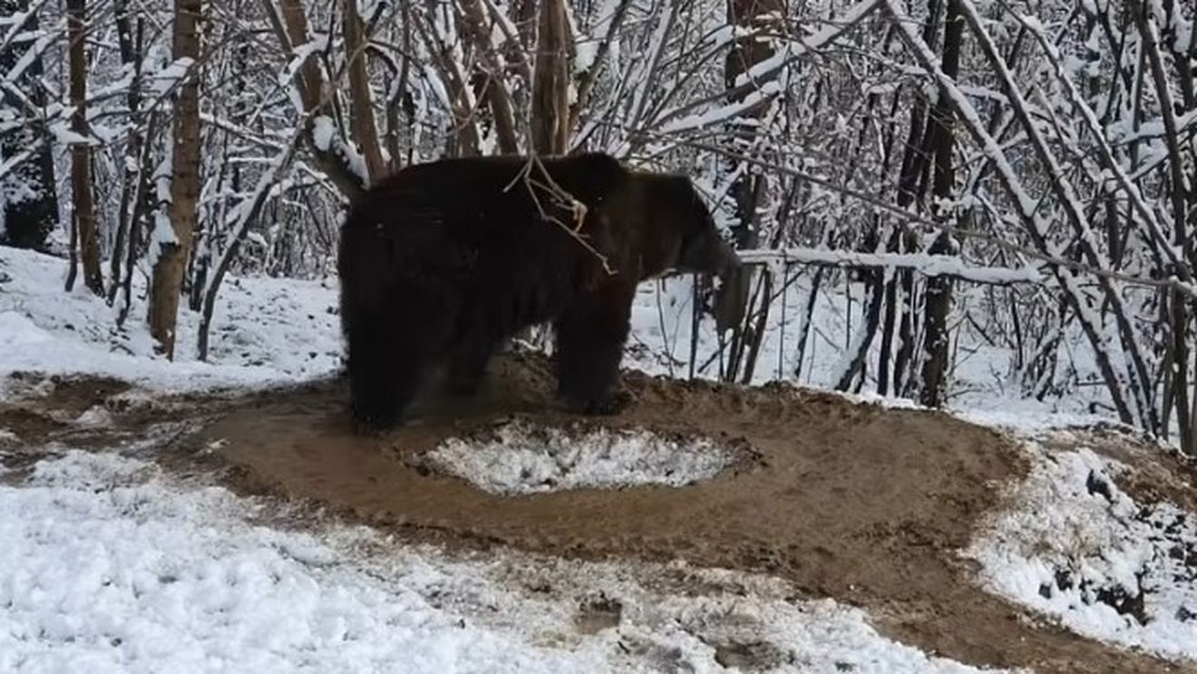 VIDEO Grădina zoologică din Piatra Neamț va fi desființată / Locuitorii au fost impresionați de trauma ursoaicei Ina