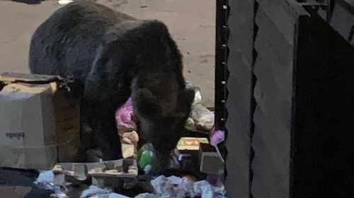 Primărie din județul Brașov, metodă inedită pentru alungarea urșilor: dispozitive de eliminare a mirosurilor care atrag animale, lipite pe tomberoane