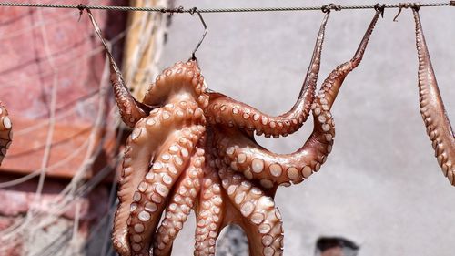 Caracatițele, homarii și crabii simt durerea și nu ar trebui fierți de vii, spune un raport din Marea Britanie / Analiza va fi folosită pentru „Legea privind bunăstarea animalelor”